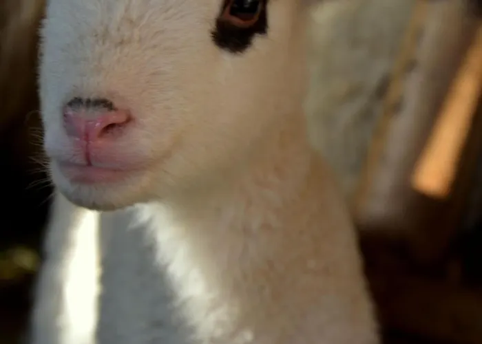 木屋 Perchee Avec Terrasse, Sauna Et Bbq A - Fr-1-589-770 Ferdrupt