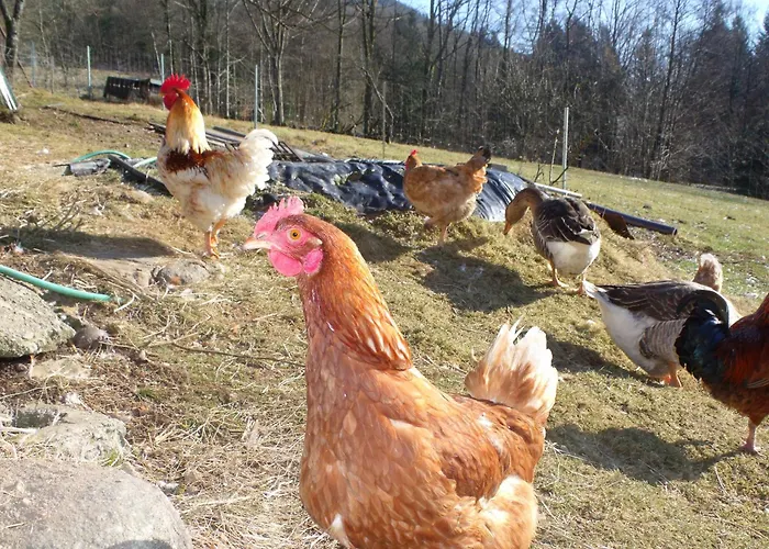 木屋 Perchee Avec Terrasse, Sauna Et Bbq A - Fr-1-589-770 Ferdrupt