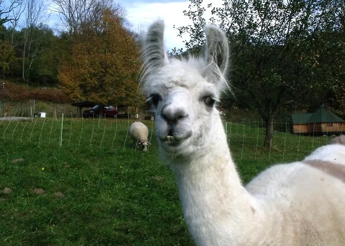 Perchee Avec Terrasse, Sauna Et Bbq A - Fr-1-589-770 * Ferdrupt