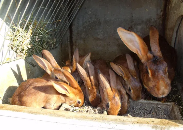 Perchee Avec Terrasse, Sauna Et Bbq A - Fr-1-589-770 * Ferdrupt